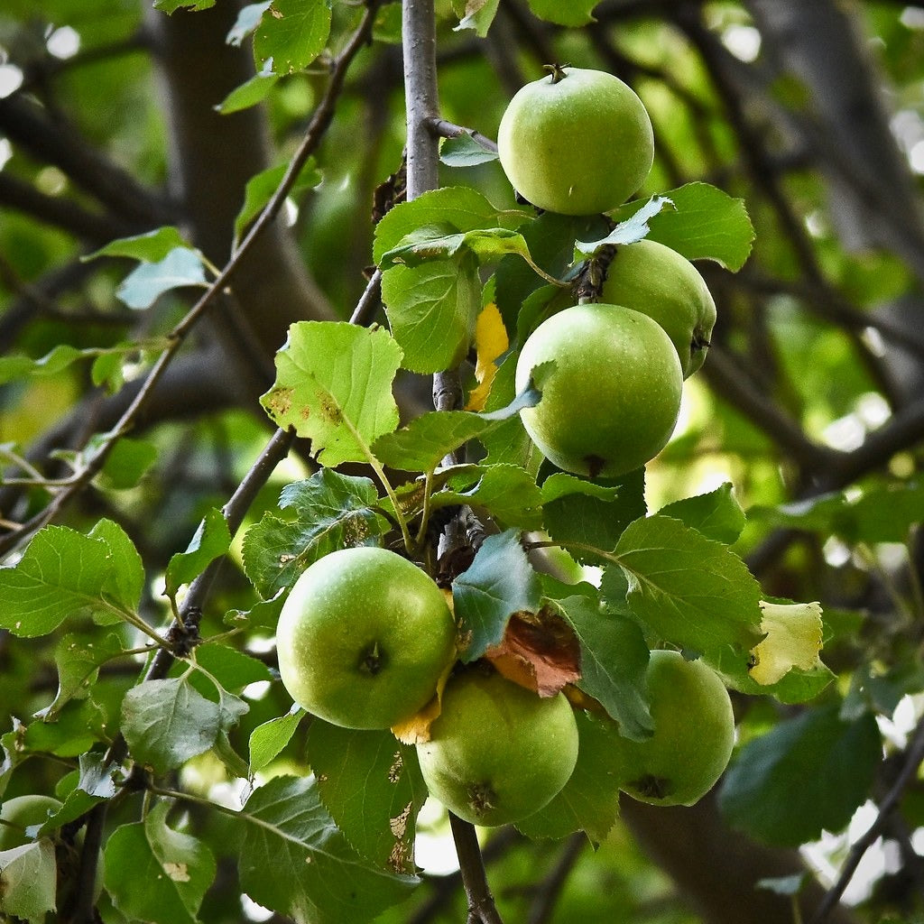 Natural, Non-GMO Produce, Heirloom Green Apples