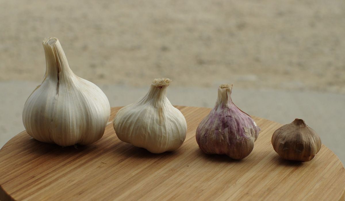Natural, Non-GMO Produce, Premium Garlic 1 Pound Bundle (Kashmiri, Single Clove, Hardneck, and Colossal)