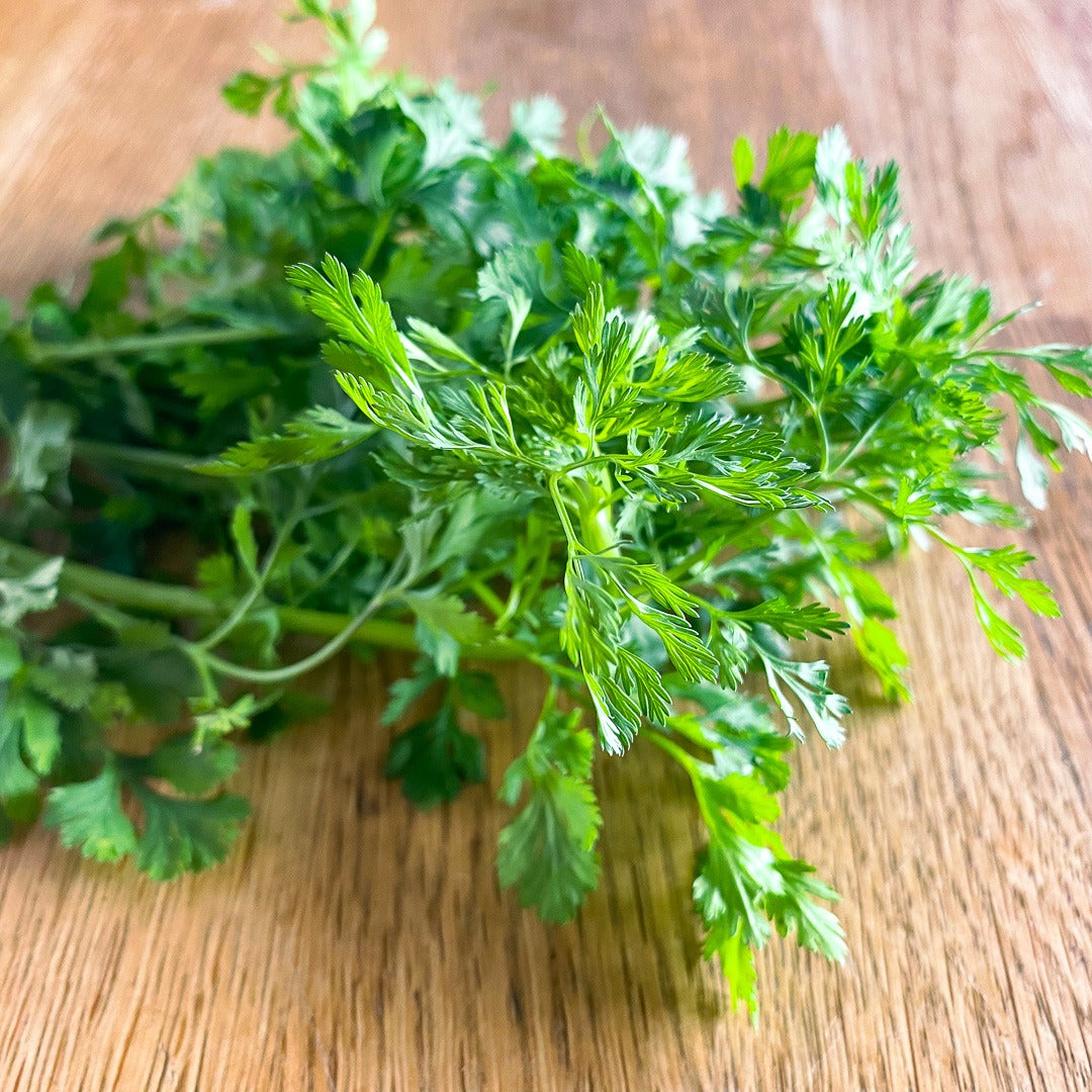 Natural, Non-GMO Produce, Heirloom Coriander, (Cilantro)