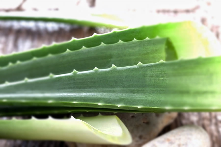 Natural, Non-GMO Produce, Aloe Vera