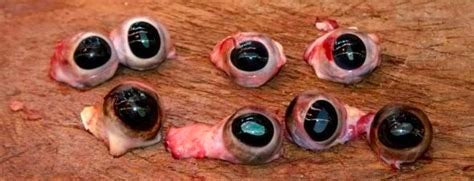 Raw beef eyeball for dogs, cats, reptiles; additive- and preservative-free, pasture-raised, Yucatán, Mexico