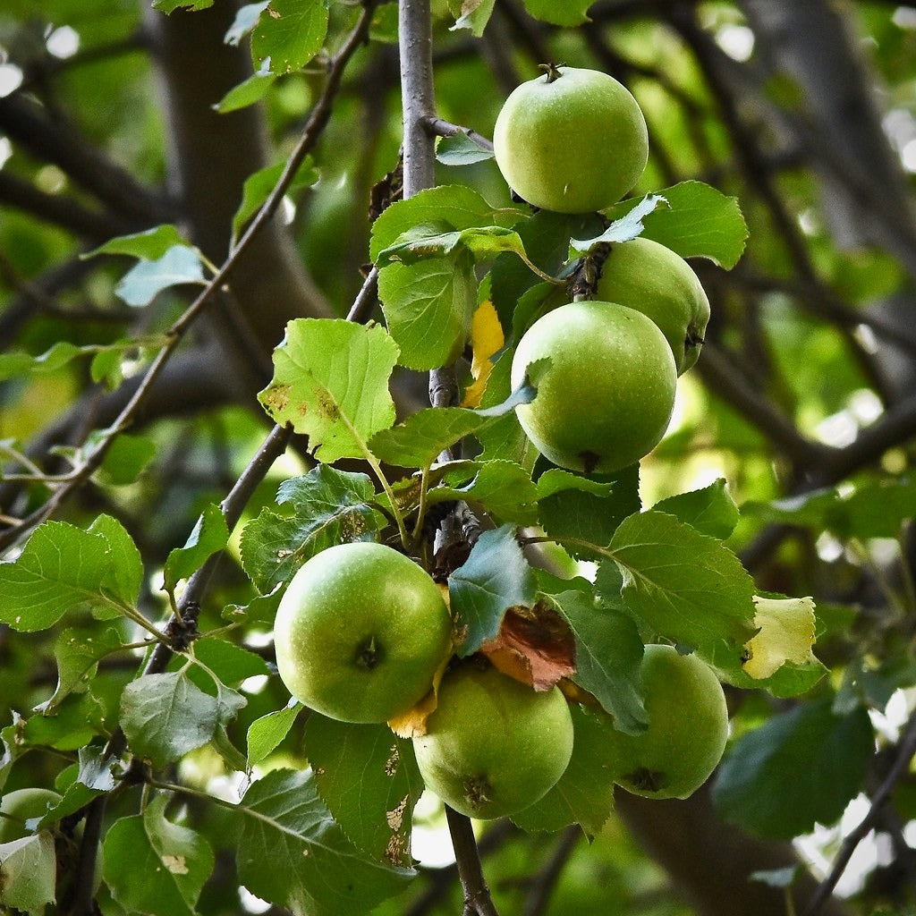 Natural, Non-GMO Produce, Heirloom Green Apples