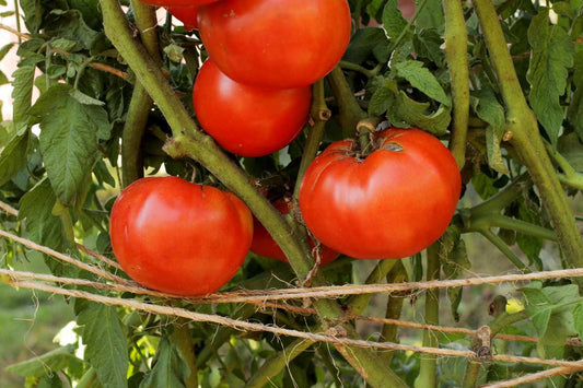 Natural, Non-GMO Produce, Mexican "Beefsteak" Heirloom Tomatoes