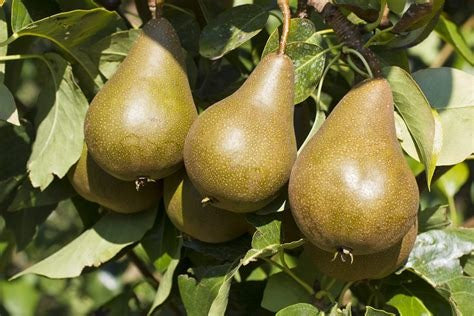 Natural, Non-GMO Produce, Heirloom Bosc Pear