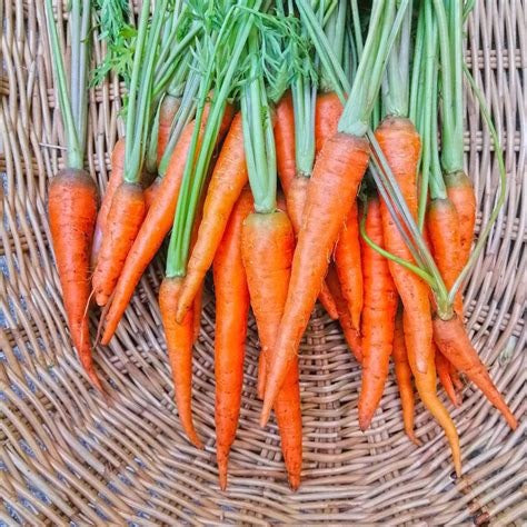 Natural, Non-GMO Produce, Heirloom Carrots (with Tops)