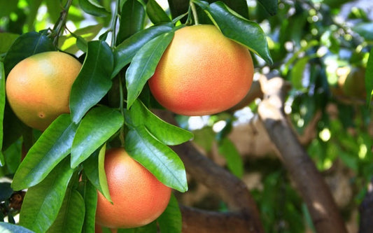 Natural, Non-GMO Produce, Grapefruit