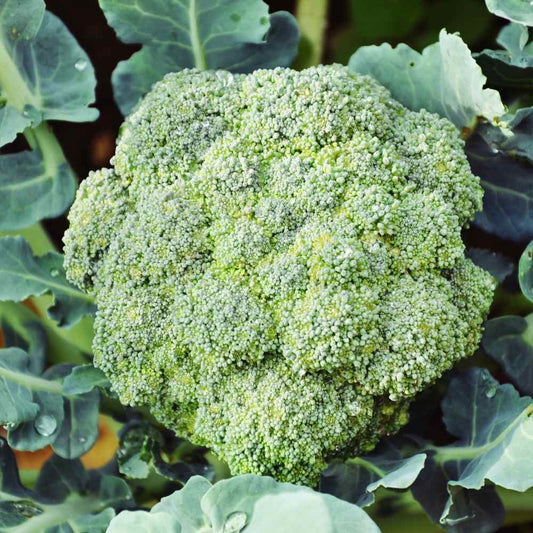 Natural, Non-GMO Produce, Broccoli