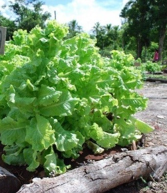 Natural, Non-GMO Produce, Leaf Lettuce