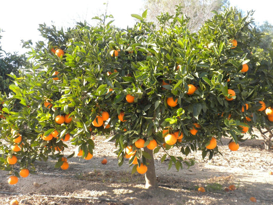 Natural, Non-GMO Produce, Heirloom Summer Oranges, (Juicing)