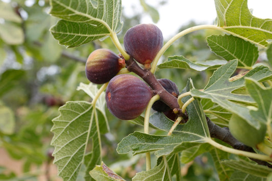 Natural, Non-GMO Produce, Figs