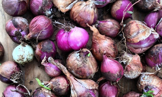 Natural, Non-GMO Produce, Mayan Heirloom Spring Onions