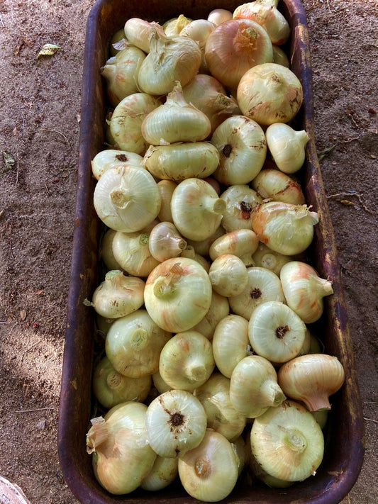 Natural, Non-GMO Produce, Heirloom Cipolline Onions