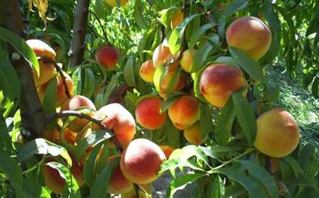 Natural, Non-GMO Produce, Heirloom Michoacan Peaches