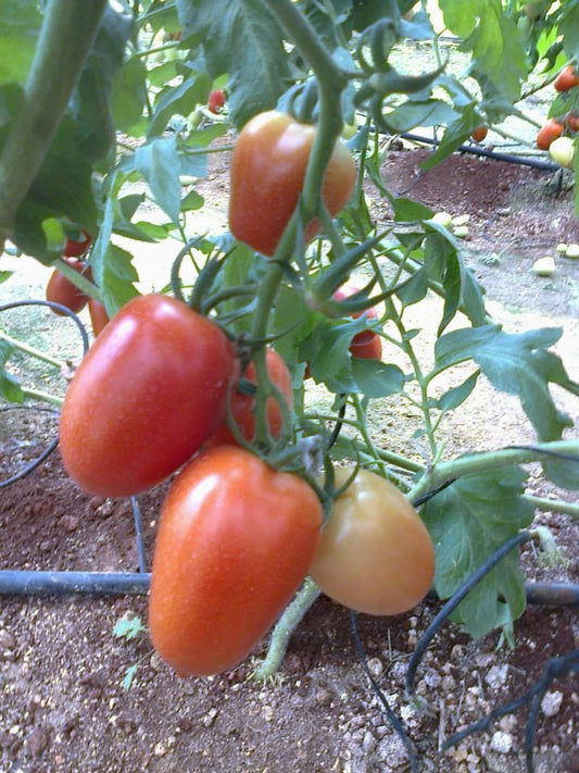 Natural, Non-GMO Produce, Heirloom Italian Plum Tomatoes, (Roma)