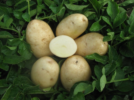 Natural, Non-GMO Produce, White Potatoes
