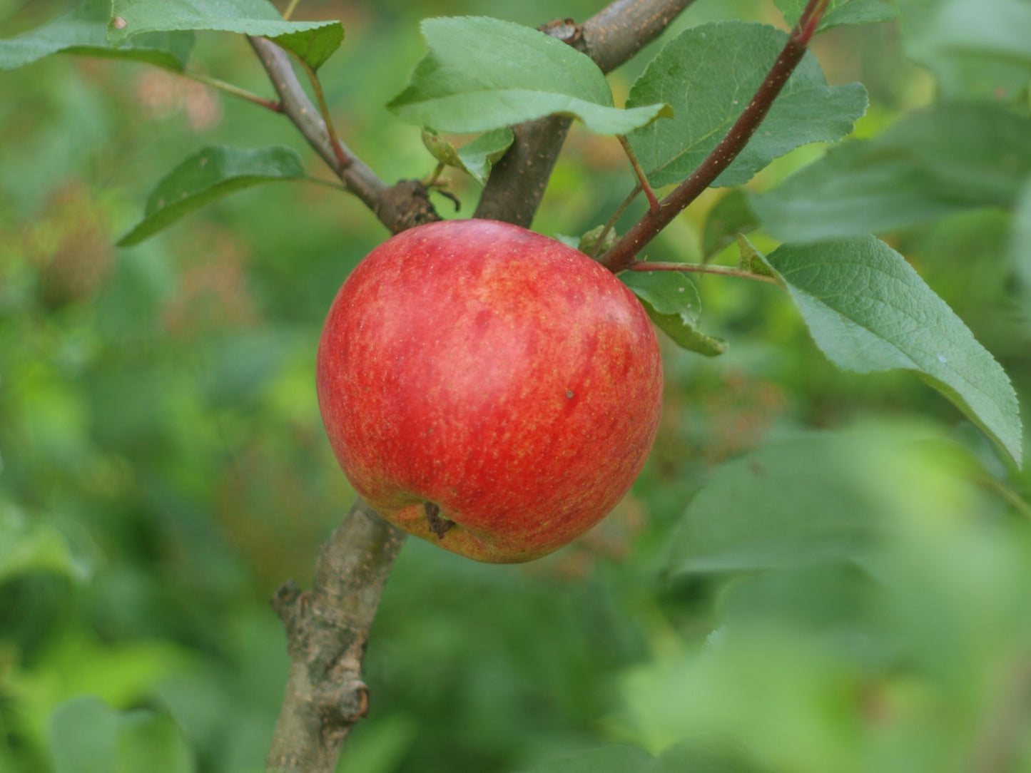 Natural, Non-GMO Produce, Red Apples