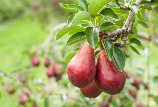 Natural, Non-GMO Produce, Red Pear