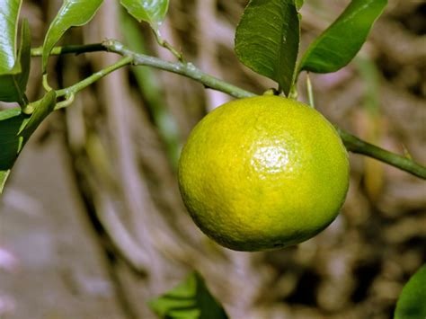 Natural, Non-GMO Produce, Heirloom Sweet Lime (Mosambi)