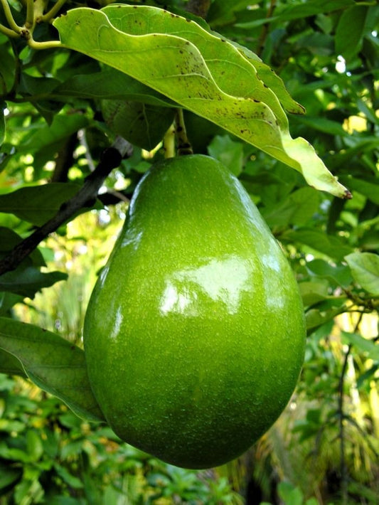 Natural, Non-GMO Produce, Heirloom Yucatan Avocado