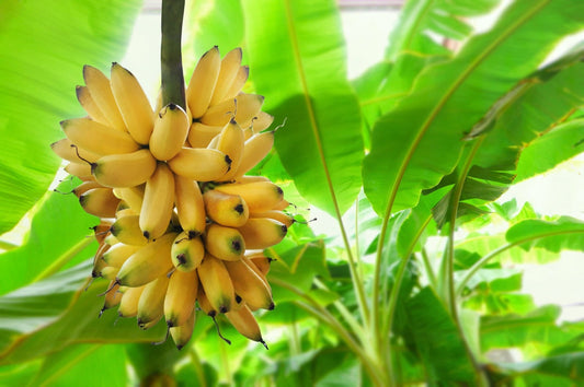 Natural, Non-GMO Produce, Sweet Apple Banana