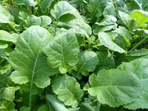 Natural, Non-GMO Produce, Heirloom Amara Kale, (Mustard Greens)