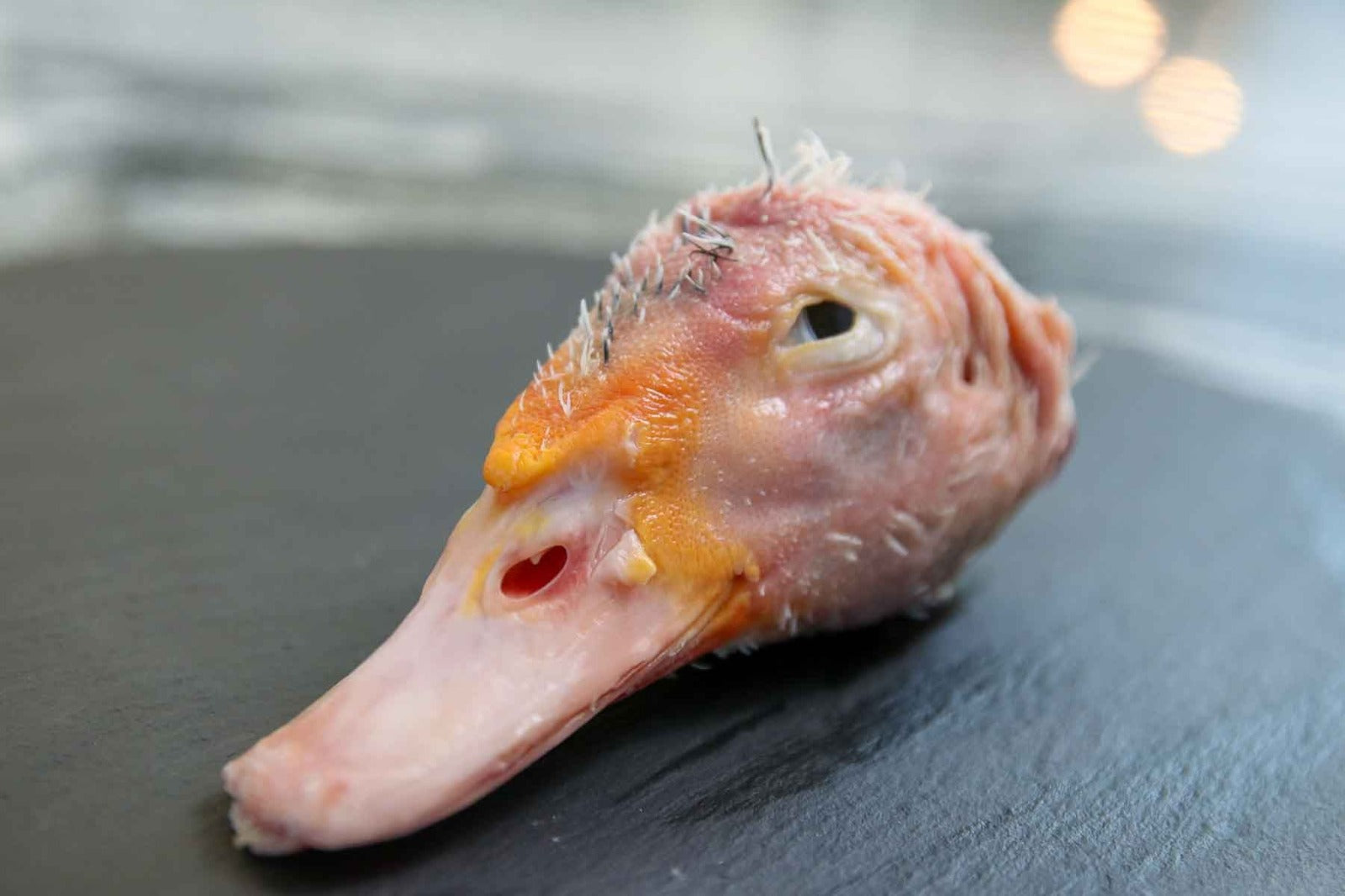 Pasture-raised heritage duck head for raw pet food, additive-free, vacuum-sealed, available for delivery in Merida, Cancun, Playa del Carmen, Tulum, Progreso, Chelem, Queretaro, Guadalajara, Puebla, CDMX, Tijuana, La Paz, Los Cabos, San Miguel de Allende, Mexico