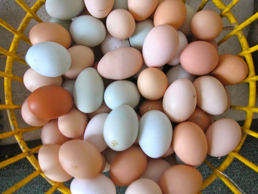 Natural Free Range Chicken Eggs / per Dozen